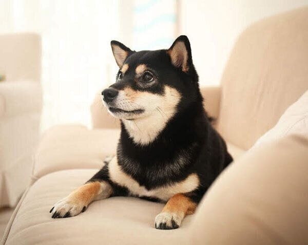 ソファでくつろぐ犬