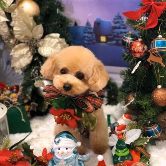 年末年始に与えてはいけない危険な人間の食べ物6つ フライドチキン