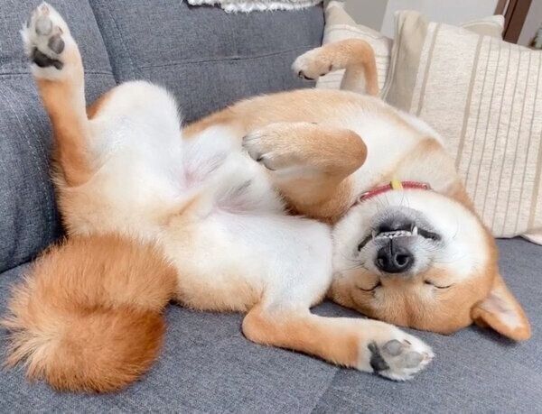 ヘソ天で眠るまるくん