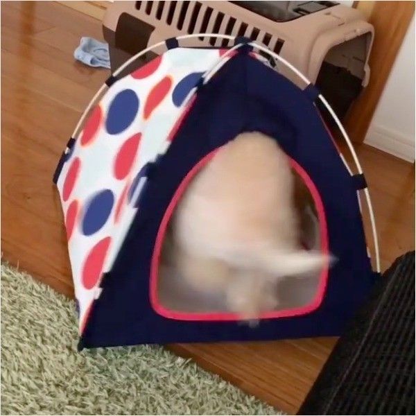 トイ・プードル