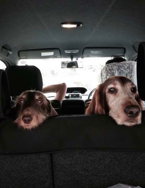 犬が快適に過ごせる車選びのポイントとは