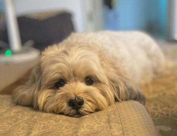 見つめるうーきーちゃん