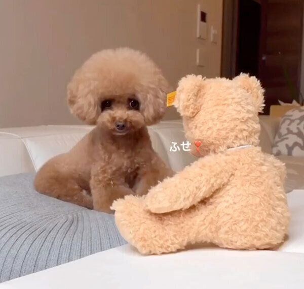 ふせをするパンナちゃん