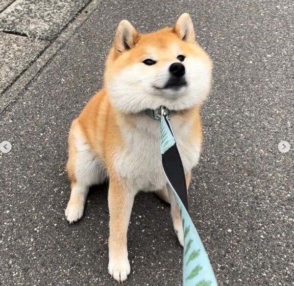 拒否柴中の福丸くん