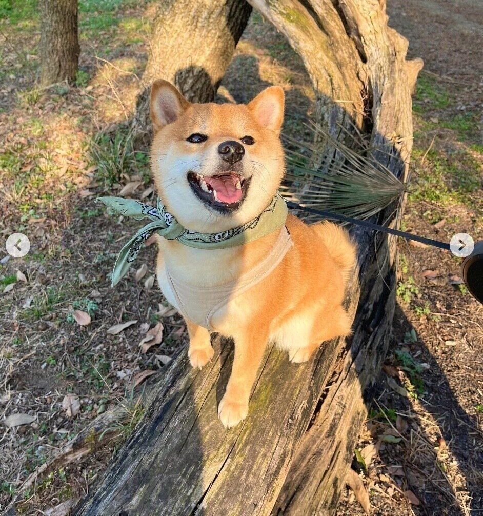 楽しそうなうにちゃん