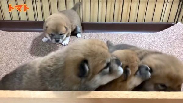 目が開いた茶太郎くん、ゆずちゃん、マツコちゃん、トマトちゃん