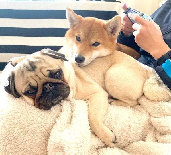 くつろぐラルくんとアキちゃん