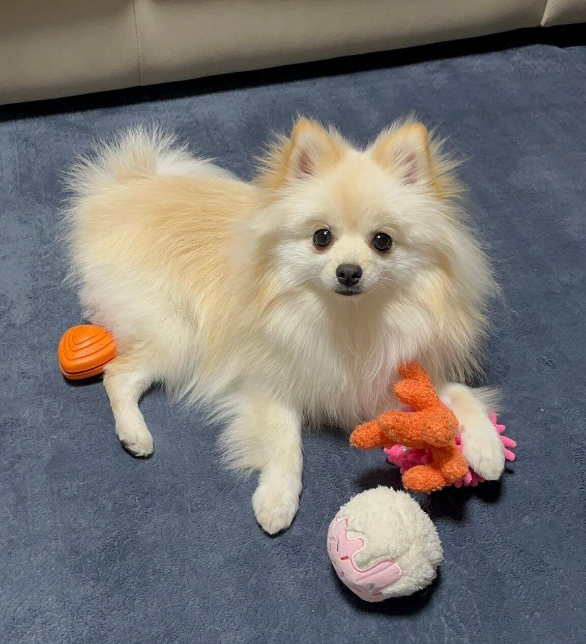 おもちゃに囲まれるキャラくん