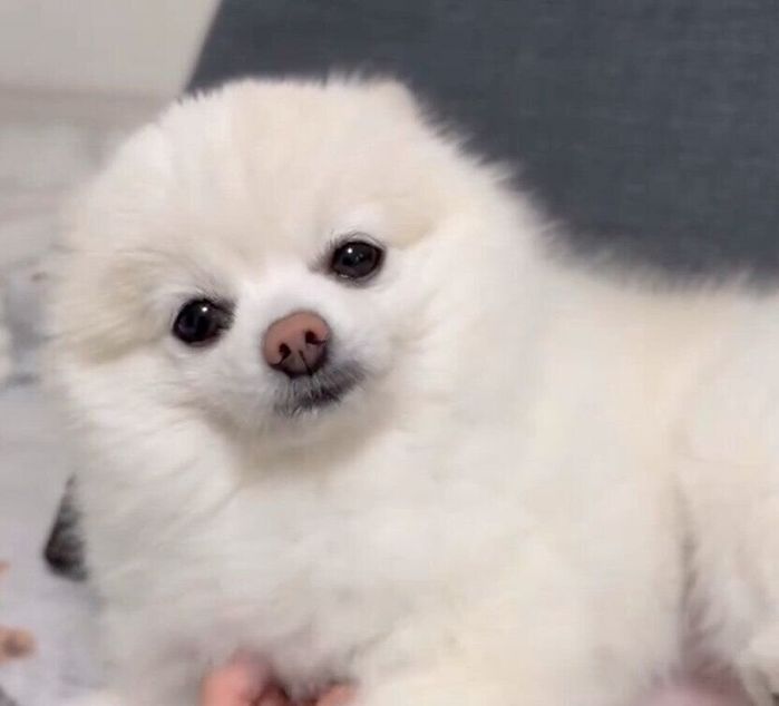 耳をペタンとするぽんちゃん