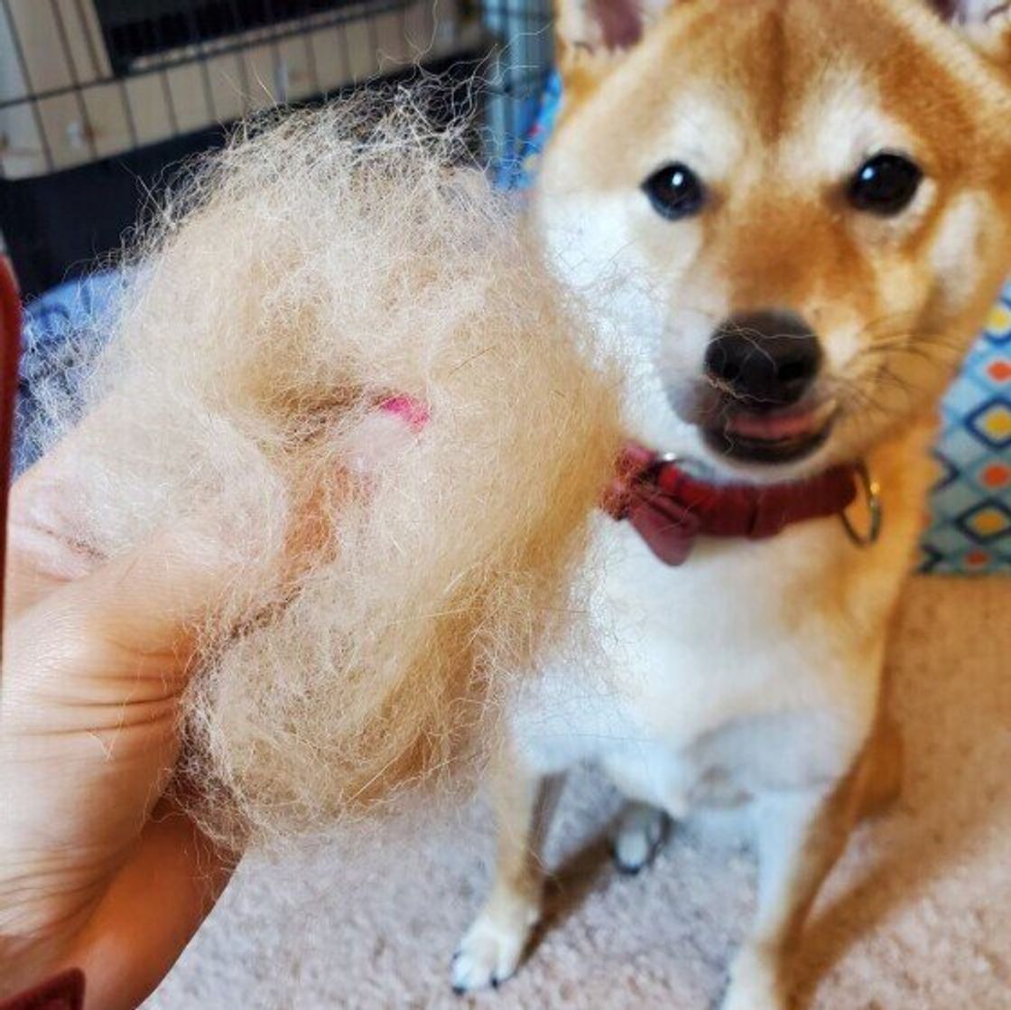 犬に毛玉ができた ときの対処と予防法とは いぬのきもちweb Magazine 犬に毛玉ができた ときの対処と予防法とは いぬのきもちweb Magazine