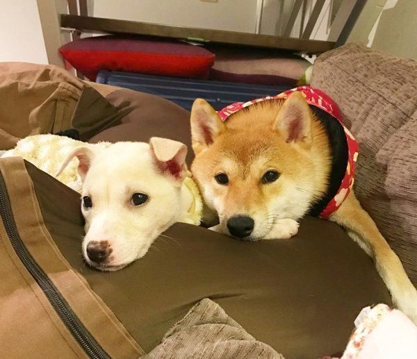 子犬のすずちゃんと先住犬のハルちゃん