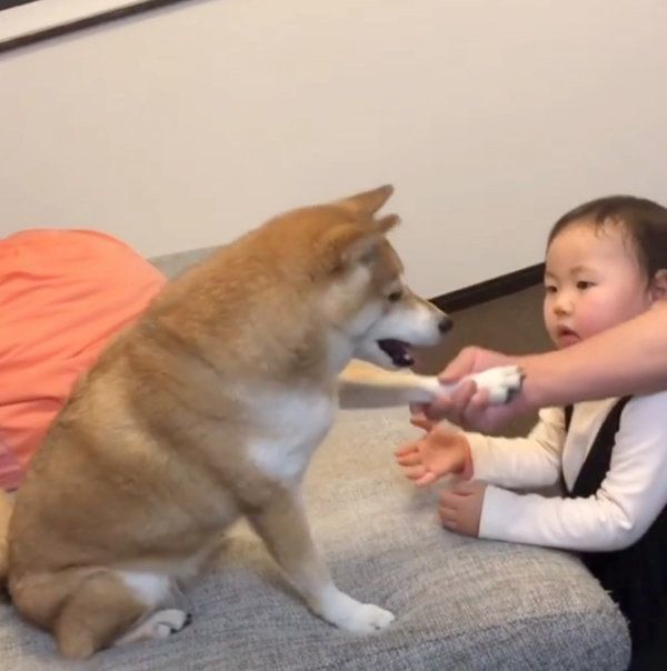 柴犬のももかちゃんと妹ちゃん