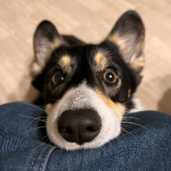 ウェルシュ・コーギー・ペンブローク