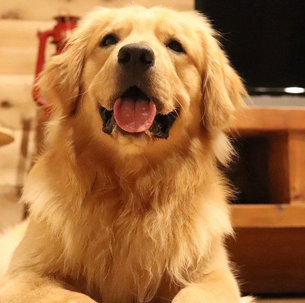 微笑むゴールデン・レトリーバー