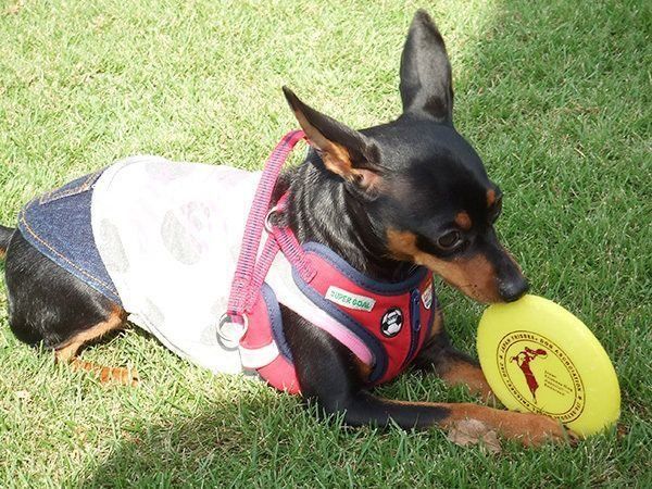 飼い主さんショック 犬はフリスビー遊びが好き は期待しすぎかも いぬのきもちweb Magazine