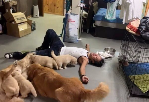 飼い主さんとじゃれるゴールデン・レトリーバー