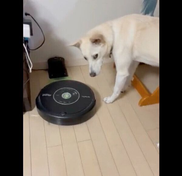 ルンバにちょっかいを出すハクちゃん