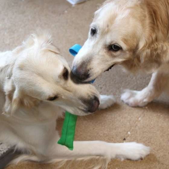 犬にも仲間ロスはあるんだね