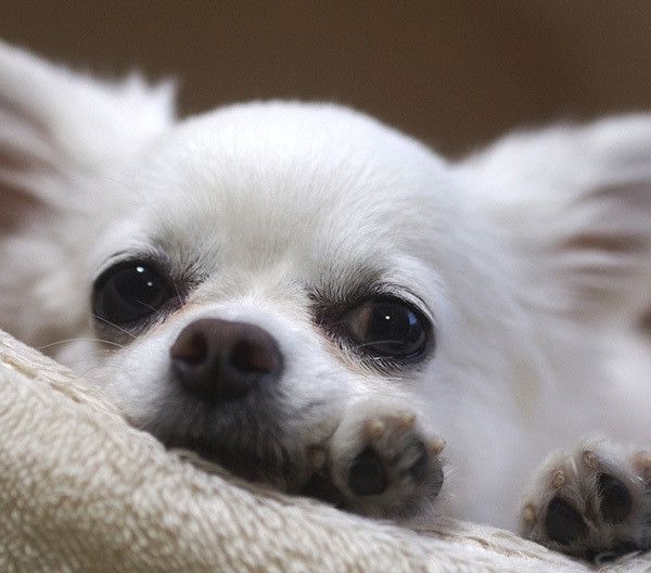 見つめるチワワ