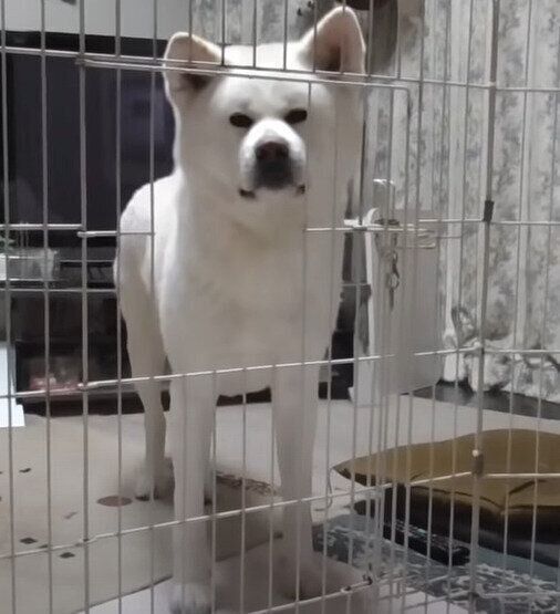 愕然とする秋田犬のゆうきくん