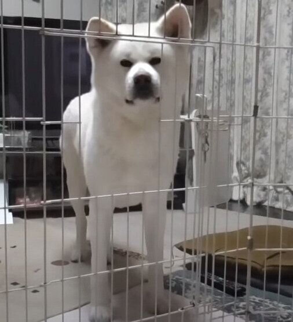 え 僕のハウスなんだけど お父さんに居場所をとられ愕然とする秋田犬 いぬのきもちweb Magazine え 僕のハウスなんだけど お父さんに居場所をとられ愕然とする秋田犬 いぬのきもちweb Magazine