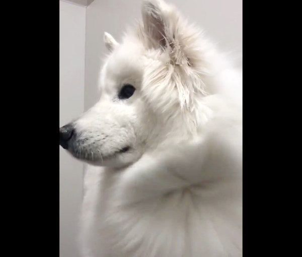 ドライヤー中に首を傾げるサモちゃん