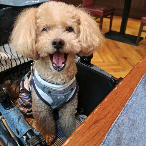 トイ・プードルのハービーくん♪