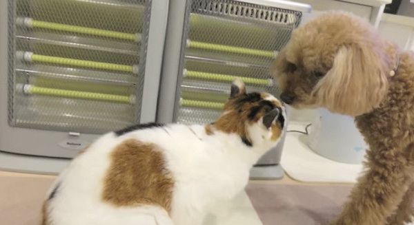 ネコ化するトイ・プードル