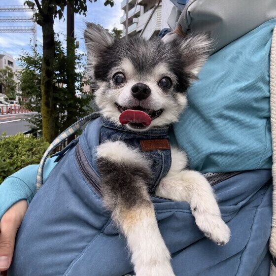 愛犬と心を通わせる・仲良くなるための接し方とは？ いぬのきもち