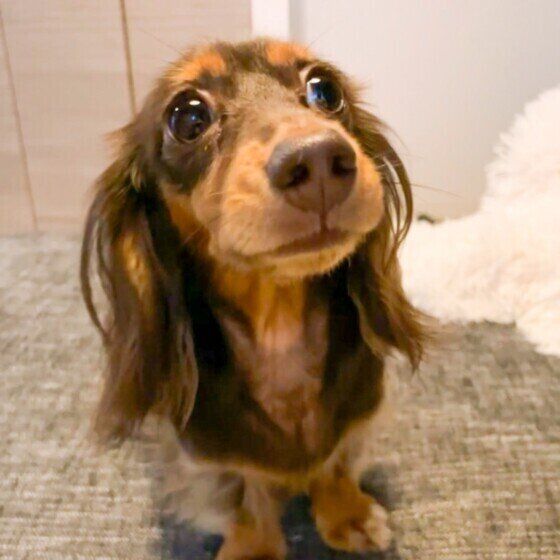 目からビーム？！写真撮影で犬の目が光る理由を獣医師に聞いてみた いぬのきもち