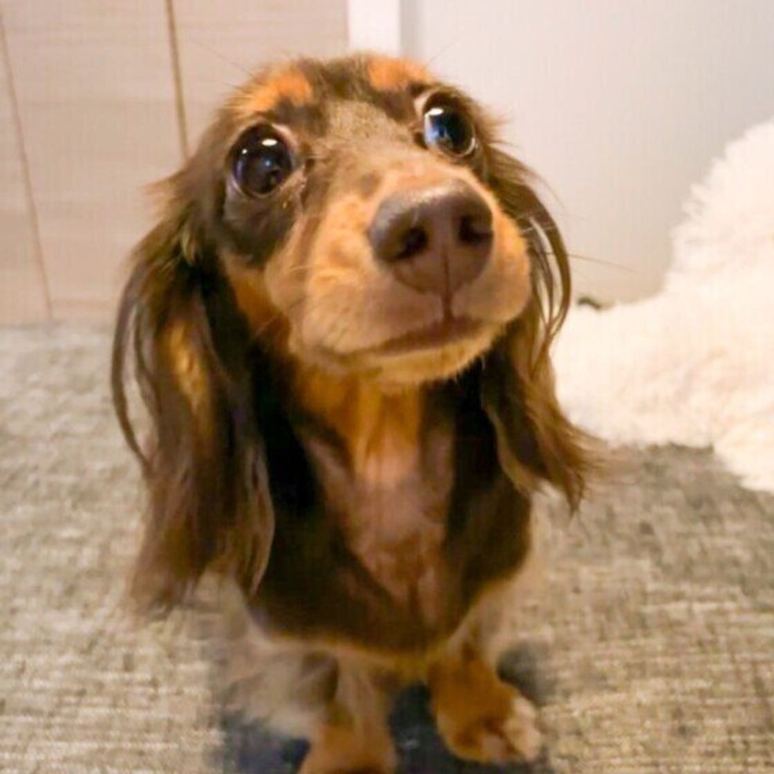 目からビーム 写真撮影で犬の目が光る理由を獣医師に聞いてみた いぬのきもちweb Magazine 目からビーム 写真撮影で犬の目が光る理由を獣医師に聞いてみた いぬのきもちweb Magazine