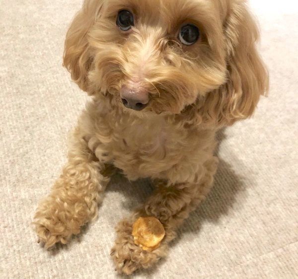 上目遣いをするあんずちゃん