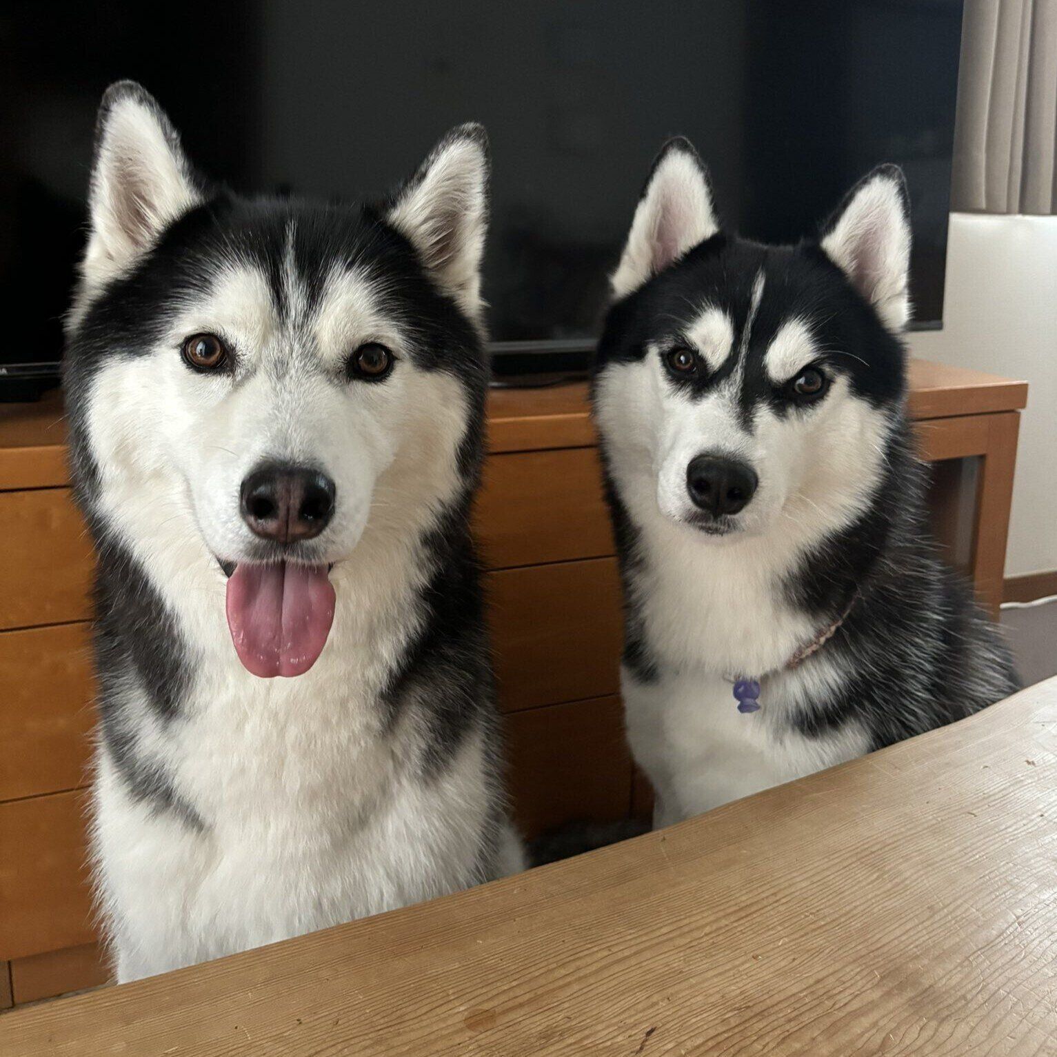 同居する先住犬のサリーくん（写真左）と一緒に