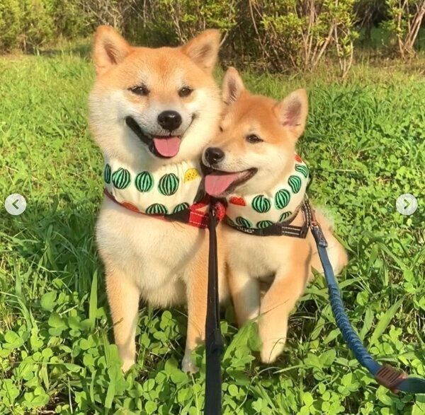 お散歩を楽しむあくびちゃん、むくりちゃん