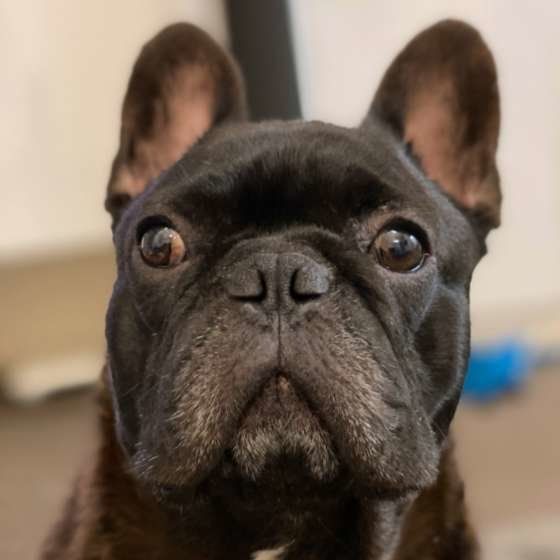見つめるフレンチ・ブルドッグ