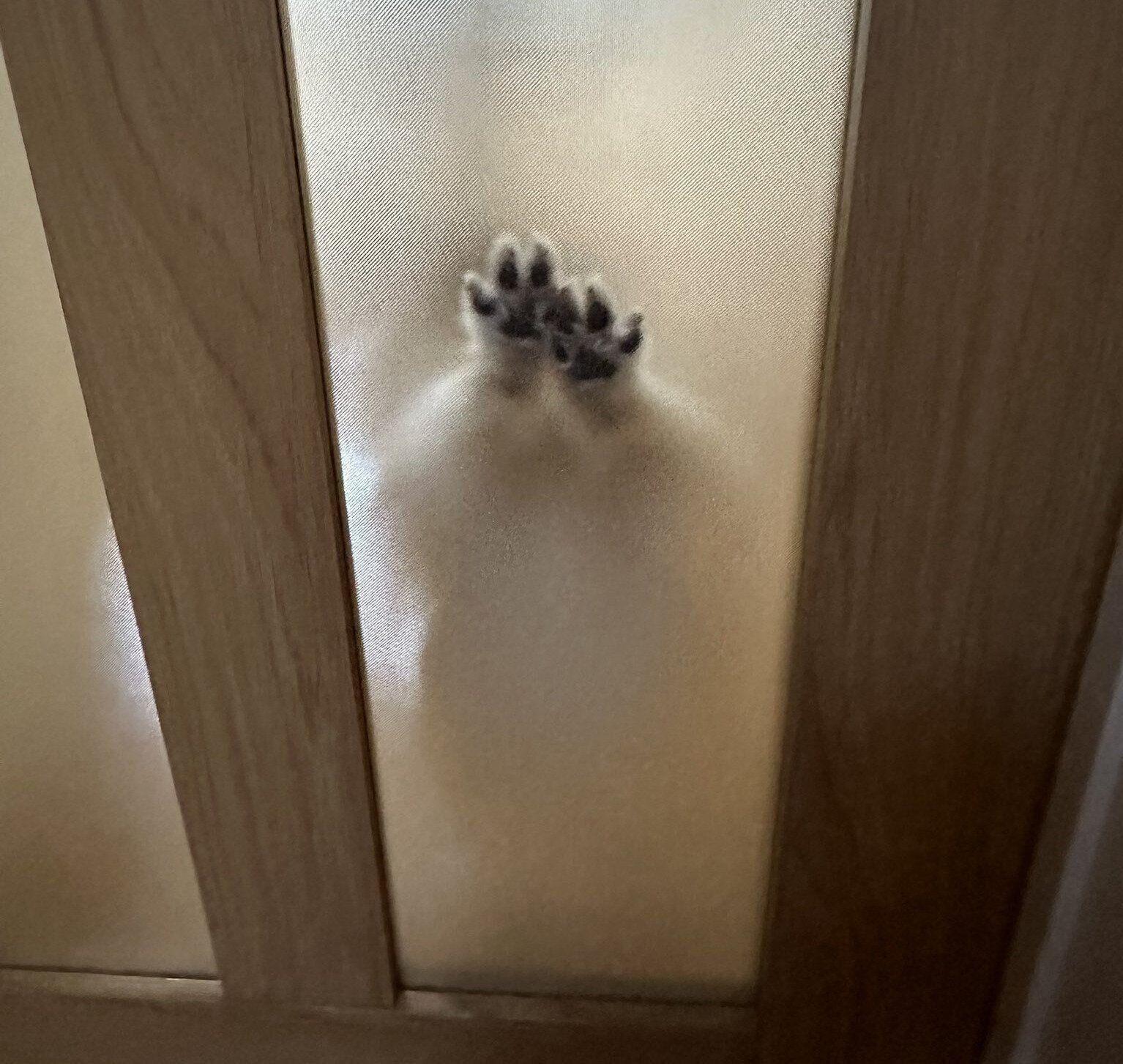 扉に肉球をつける愛犬の姿
