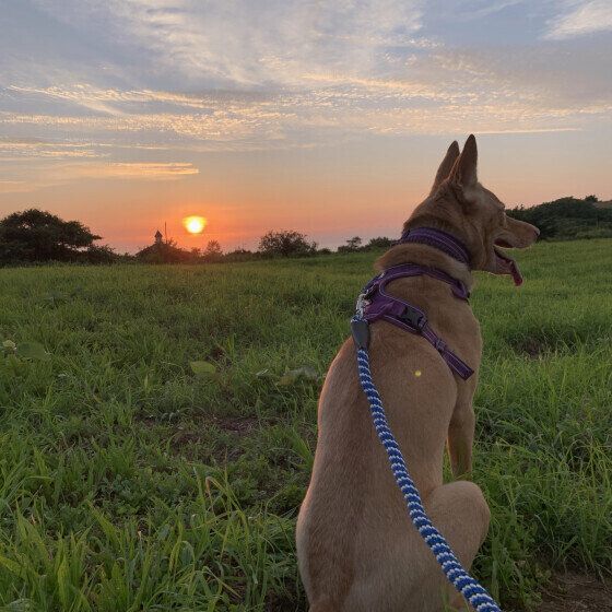 日本海に沈む夕陽とジュノンくん