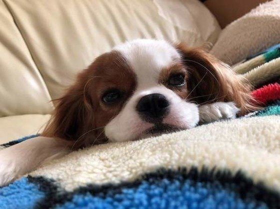 犬は穀類が消化できない グレインフリーのフードを獣医師が解説 いぬのきもちweb Magazine