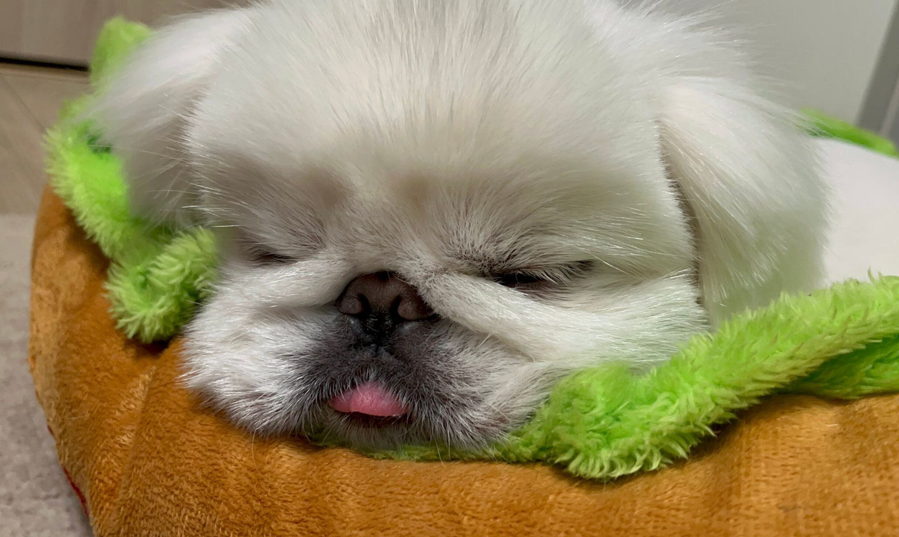 可愛い寝顔のしらたまくん