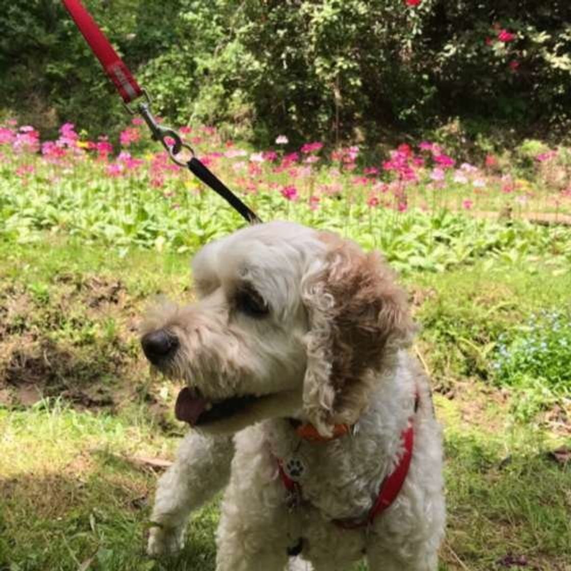 獣医師監修 犬にはちみつは与えてもいい 効果や量 注意点とは いぬのきもちweb Magazine 獣医師監修 犬にはちみつは与えてもいい 効果や量 注意点とは いぬのきもちweb Magazine