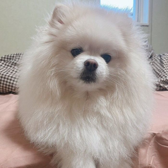 カメラの方を向くちくわくん