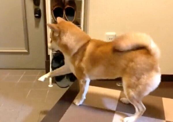 お父さんとお母さんの帰宅を喜ぶゆきちゃん