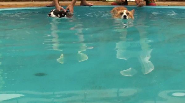 シンクロしすぎ 泳ぐコーギーたちの息ぴったり具合がスゴイ W いぬのきもちweb Magazine
