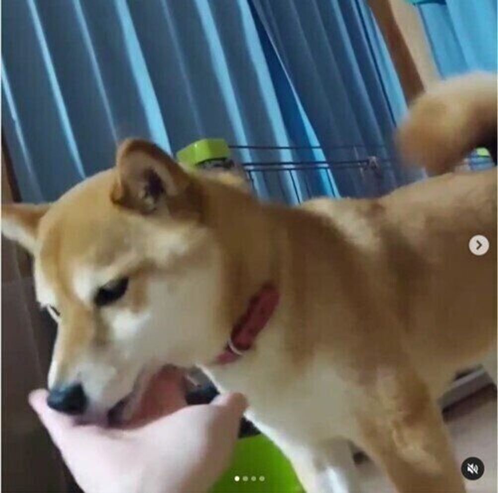 犬が飼い主さんをペロペロなめる理由 愛情いっぱい カワイイ画像まとめ いぬのきもちweb Magazine 犬が飼い主さんをペロペロなめる理由 愛情いっぱい カワイイ画像まとめ いぬのきもちweb Magazine