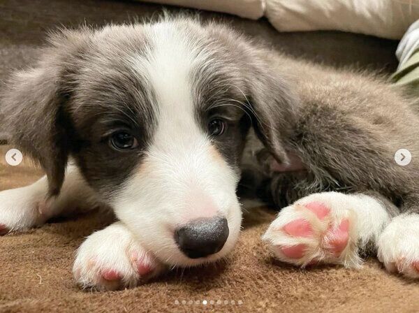 家族に迎えてからのルイスくん