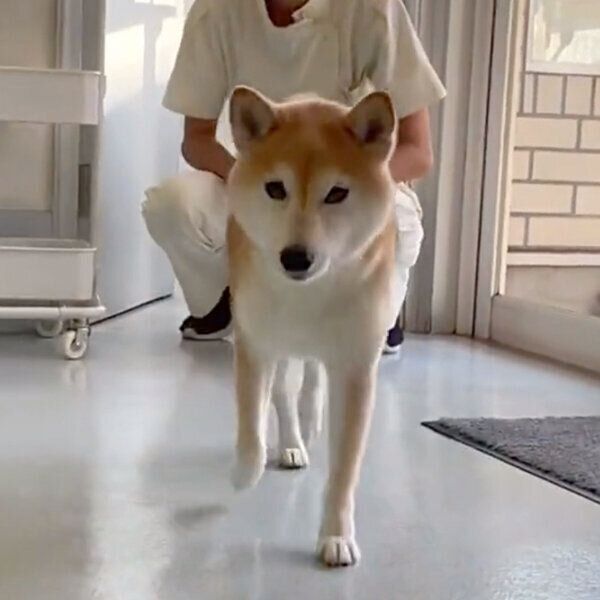 飼い主さんのそばに駆け寄ってくるあんずちゃん