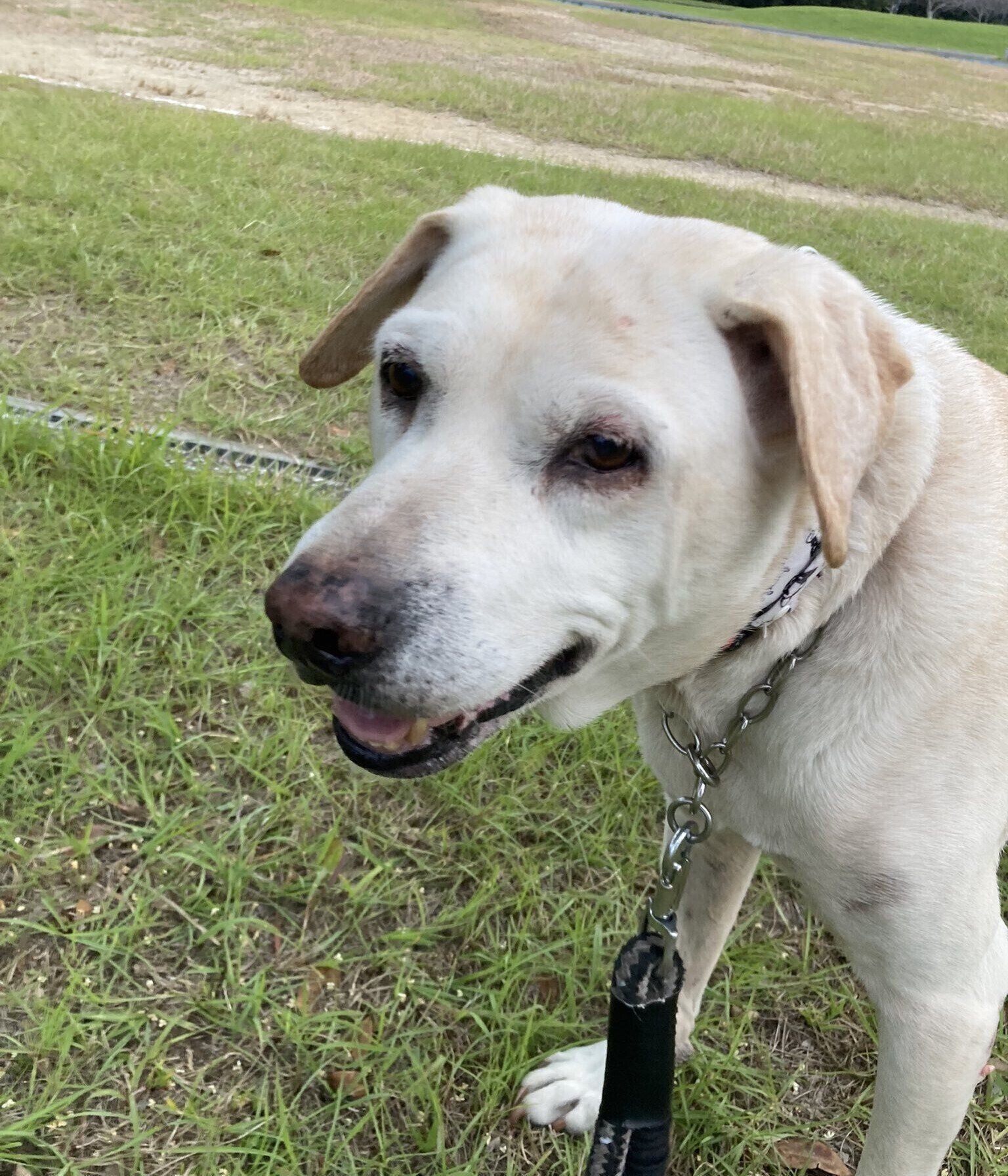 お散歩を楽しむばしょうくん