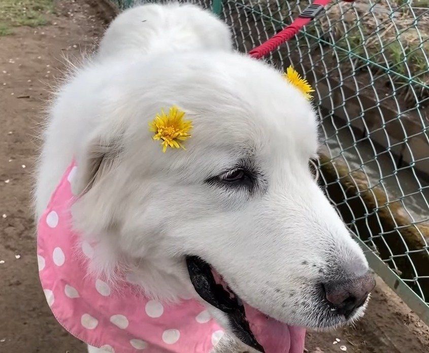 たんぽぽのかんざしをする犬
