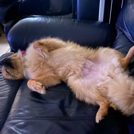 ポコ太くん（ポメラニアン）