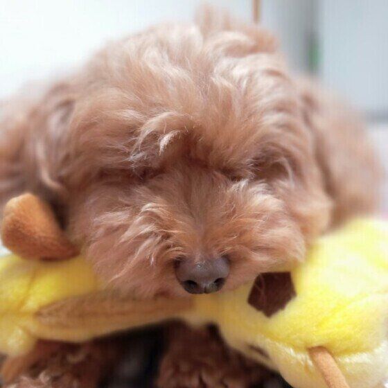 お昼寝中のモコちゃん（トイ・プードル）